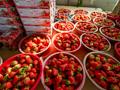 수확된 딸기 모음 썸네일 이미지