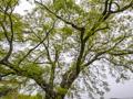 장산리 팽나무 보호수 썸네일 이미지