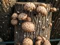 표고버섯 원목 재배 세부 썸네일 이미지