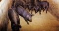 전업 양돈장의 토종 흑돼지 사육(1996년대) 썸네일 이미지