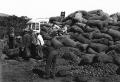 생고구마 수매(1960년대) 광경 썸네일 이미지