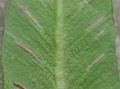 변산일엽의 잎의 모양새 썸네일 이미지