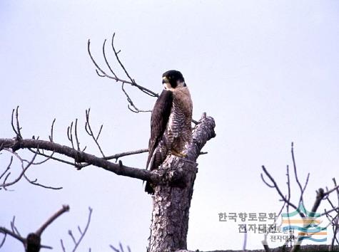 대표시청각 이미지