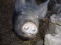 제주 토종흑돼지의 얼굴 썸네일 이미지
