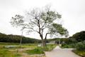 회정동 느티나무 전경 썸네일 이미지
